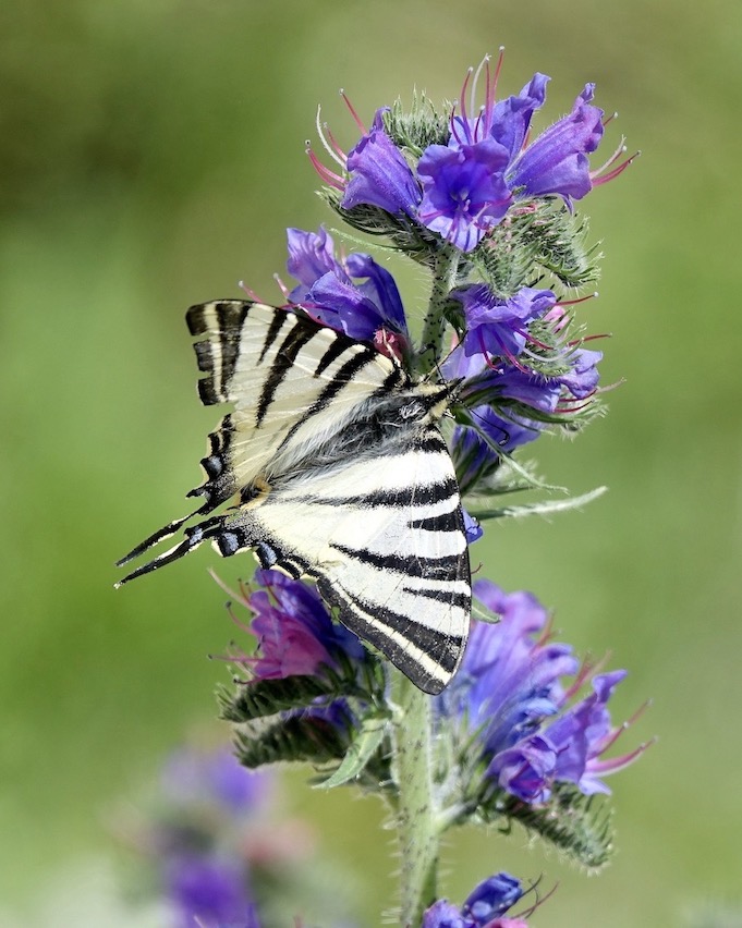 scarce swallowtail